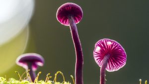 GettyImages-1329276825-e1716509983532.jpg