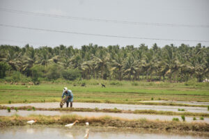 rice-farm-mitti-labs.jpg